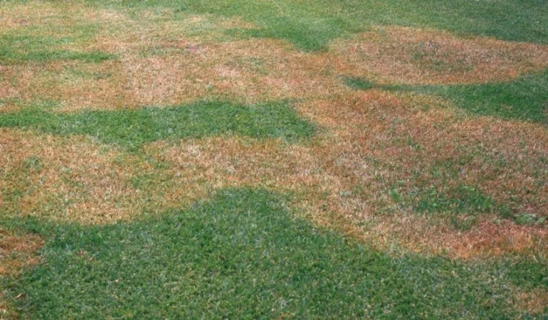 brown-patch-3-770x450.jpg