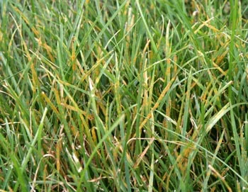 turfrust-medium.jpg