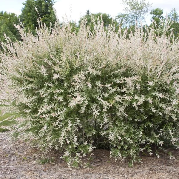 dappled-willow-from-a-distance-600x600.jpg
