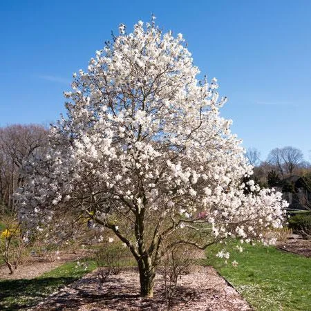 Royal_Star_Magnolia_450_MAINIMAGE_grande.jpg