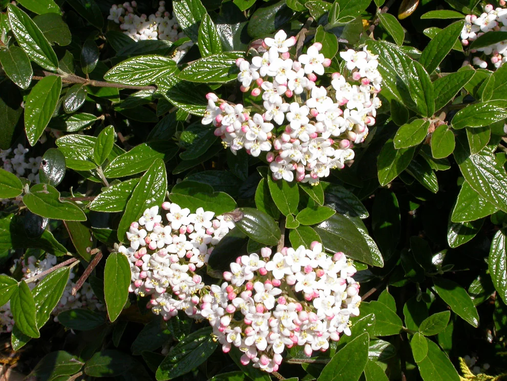 Viburnum x burkwoodii (Burkwood Viburnum) — Ted Collins Tree & Landscape