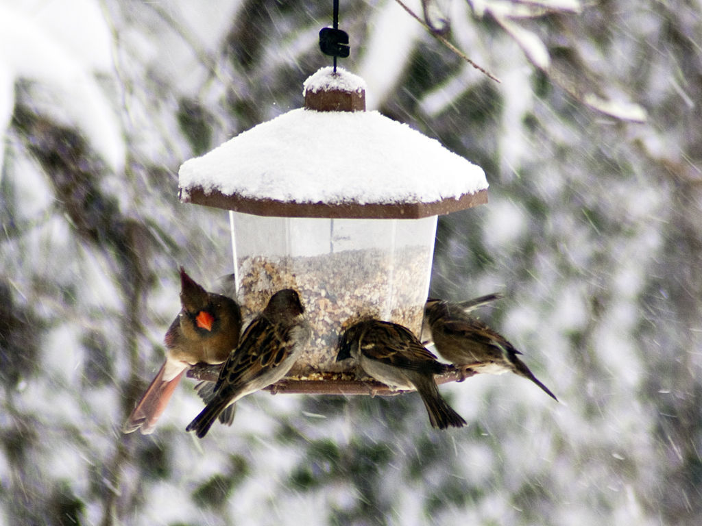 winter-bird-feeders.jpg