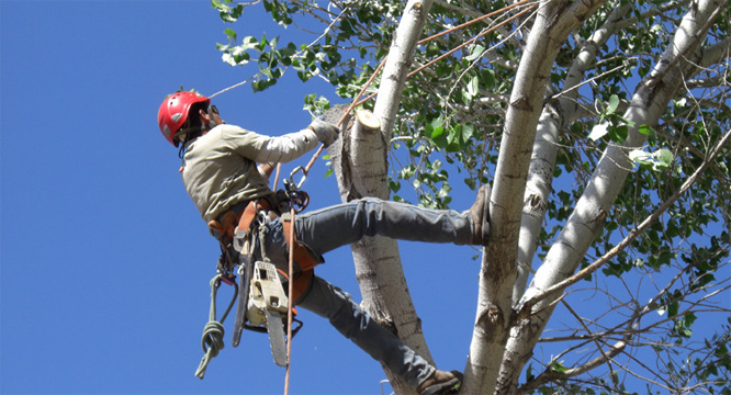 questions-ask-hiring-tree-care-service-bedford-tx.jpg