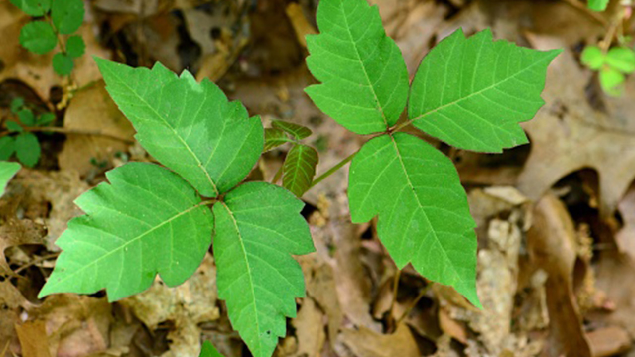 wbz-allergies-to-poison-ivy-oak-and-sumac.jpg