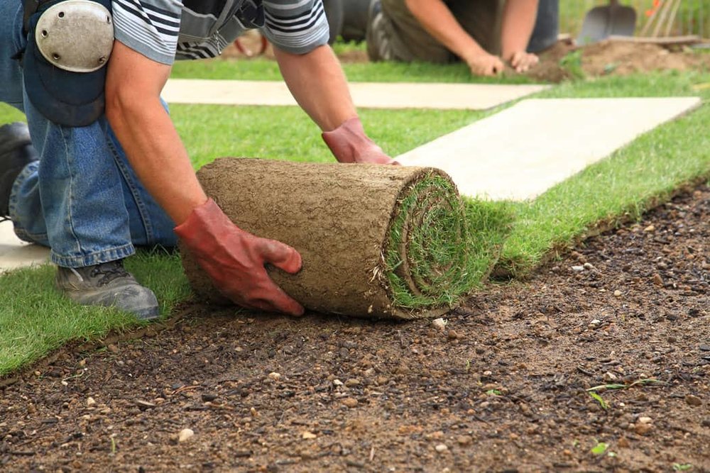 Tips and Tricks: Lawn Installation — Ted Collins Tree & Landscape