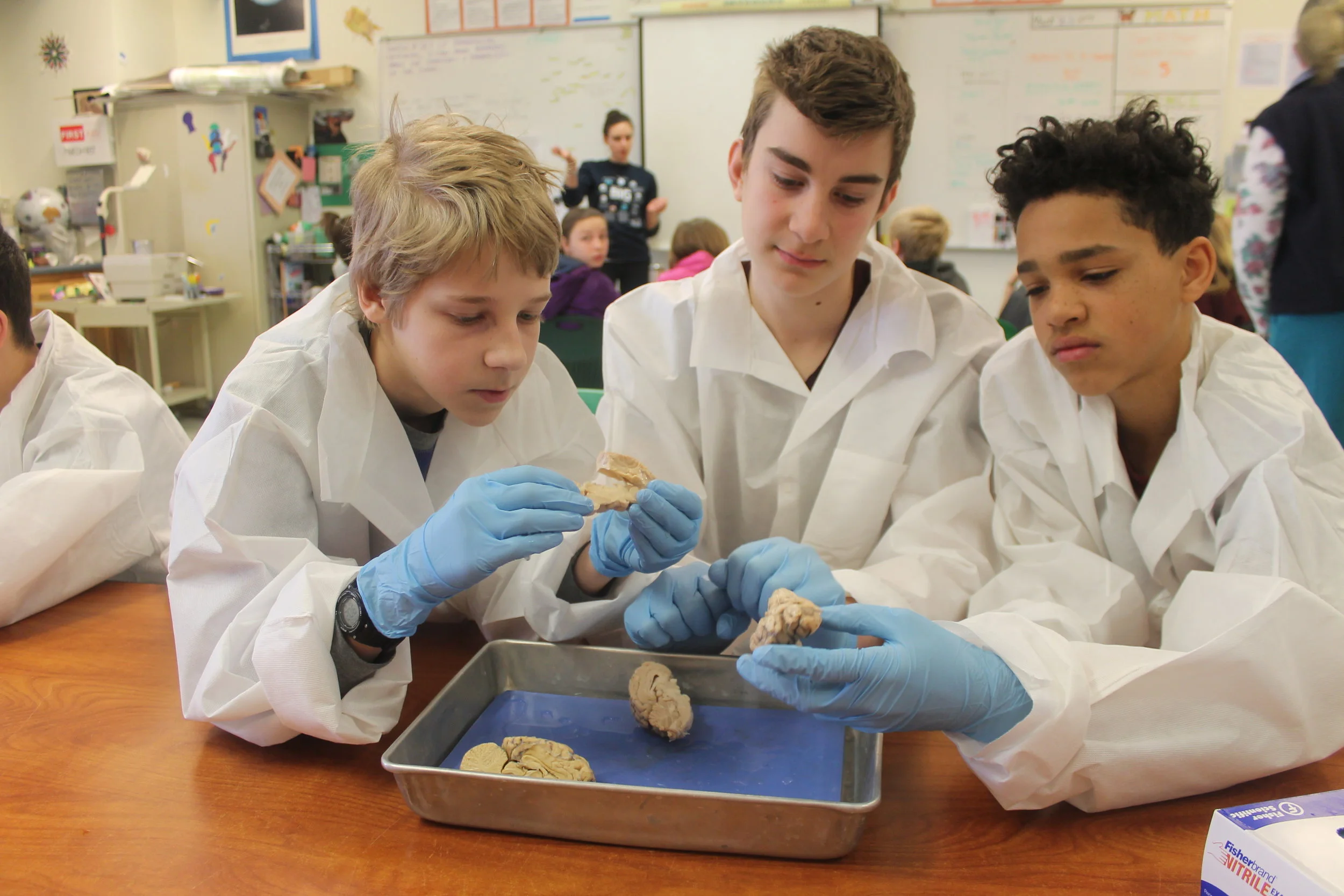  7th graders at the Four Rivers Charter School in Greenfield, MA, learn about neuroanatomy by exploring sheep brains (Spring 2018) 