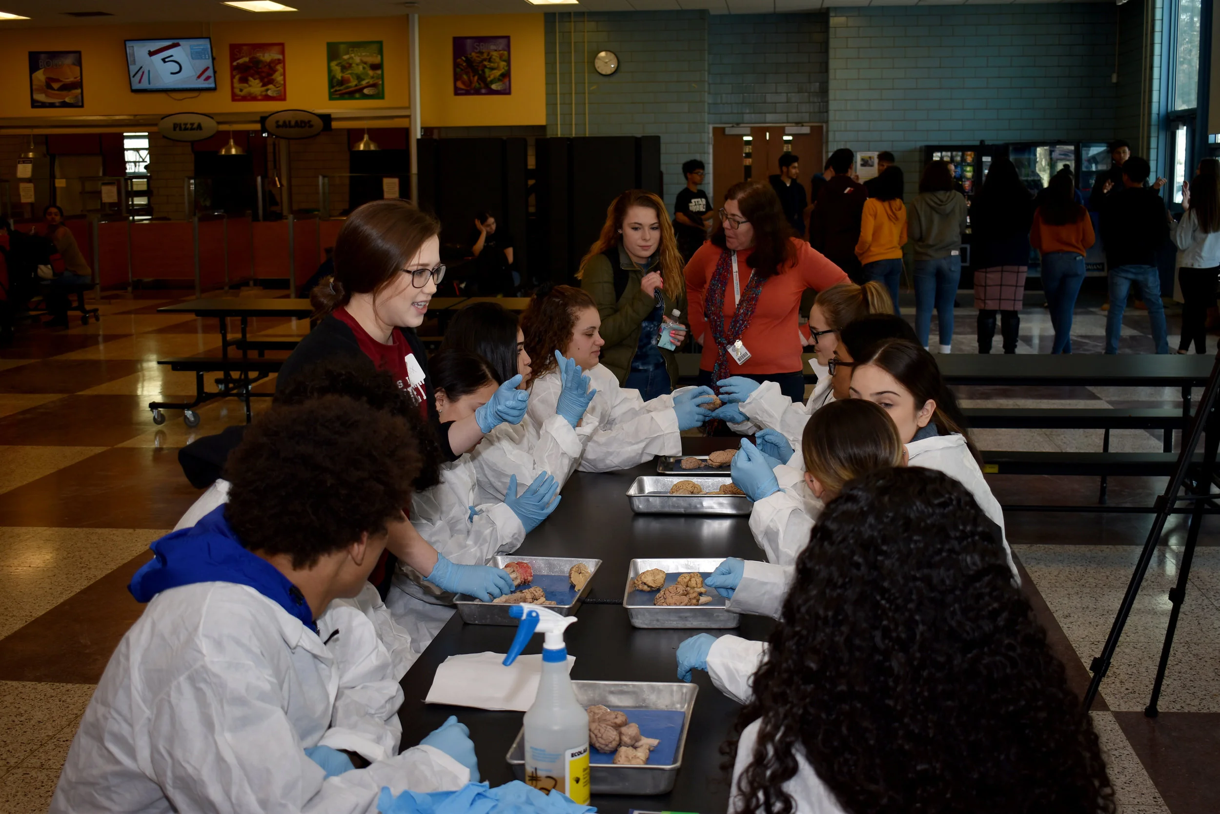  Medical Life Sciences students at the Holyoke North Campus High School in Holyoke, MA, learn about neuroanatomy by exploring sheep brains (Spring 2019) 