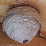 Bald Face Hornets Nest
