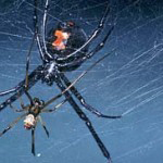 Black Widow Spiders