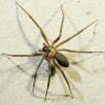 Brown Recluse Spider