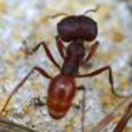 Harvester Ant