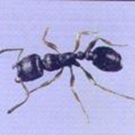 Pavement Ant