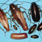 Roaches