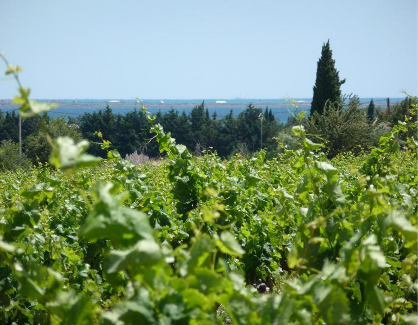 vignes vue etang.jpg