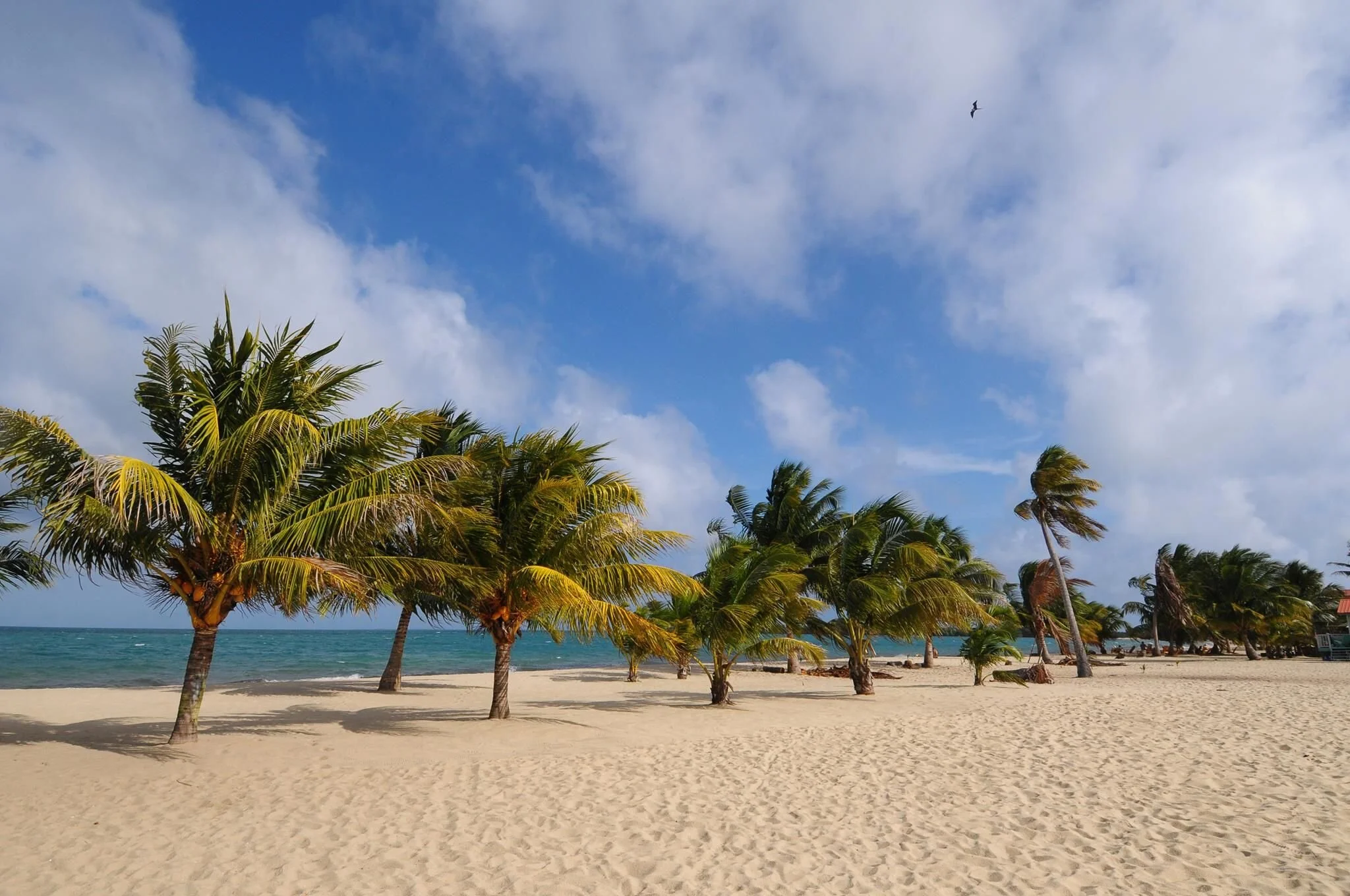 Get to Know Placencia Village like a Local 