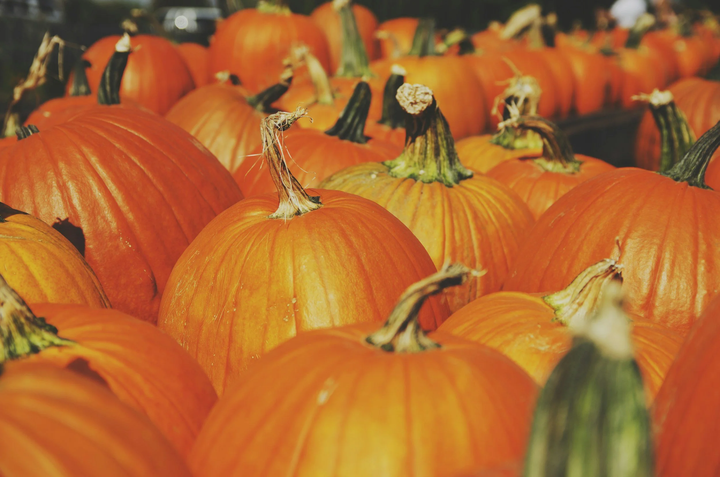 October Camps + Events