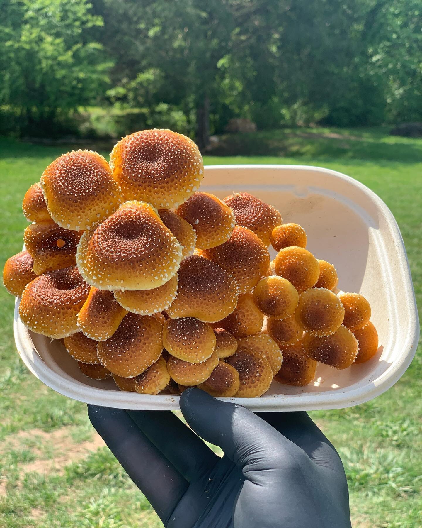 Chestnut Mushroom (Pholiota adiposa) is a species of fungus in the family Strophariaceae commonly known as the chestnut mushroom. I have become obsessed with these lil guys. Such a happy little mushroom, that when you give them time and environment t