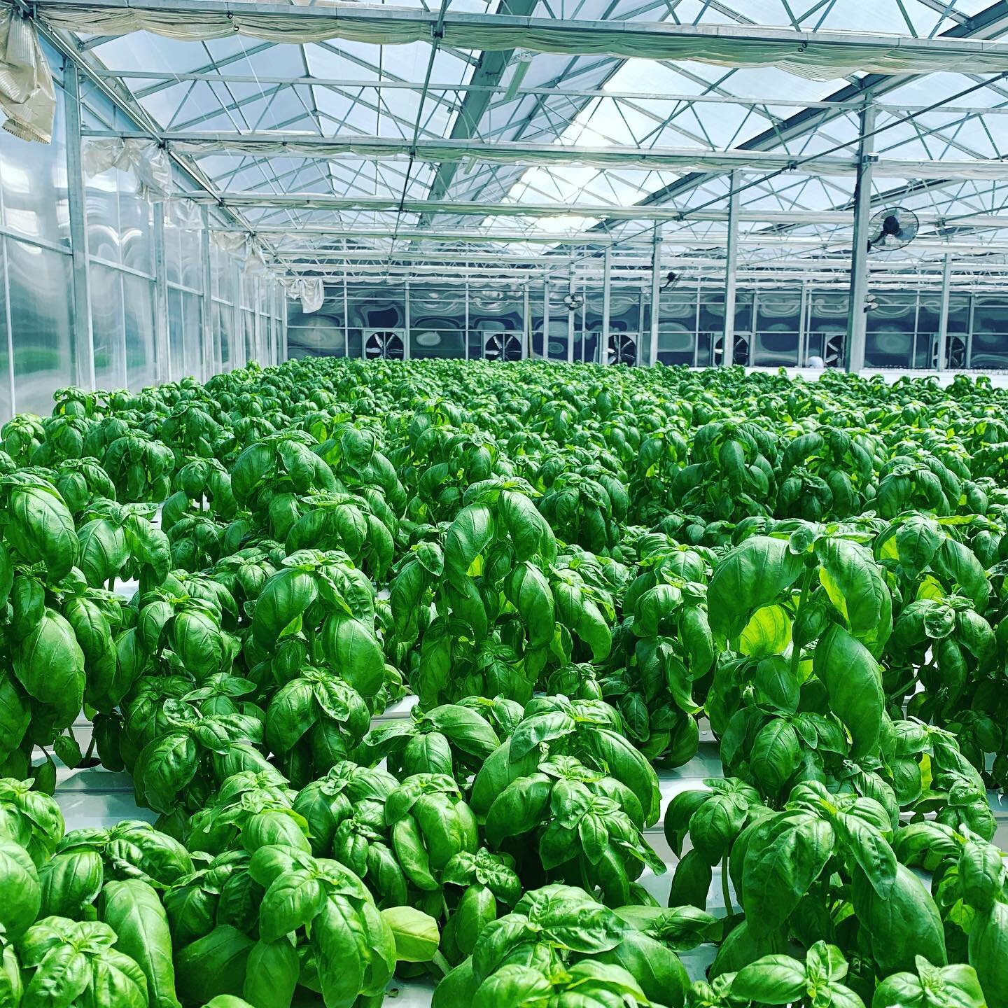 Basil, on Basil, On Basil 🌿 
.
.
.
#hydroponicfarming
#hydroponiclettuce
#sustainablefarming
#hydroponicgreenhouse