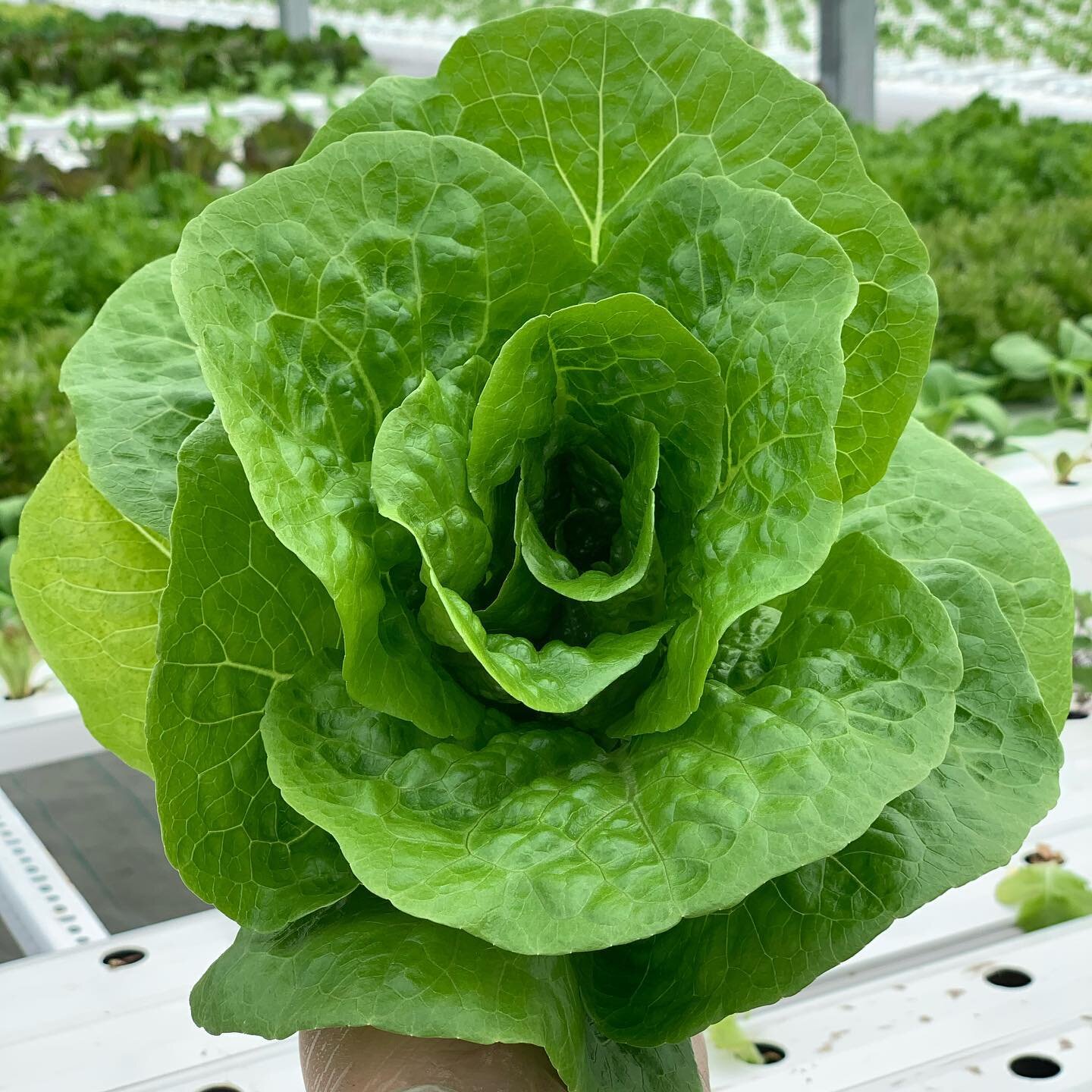 Most beautiful lettuce that you ever did see.....
.
.
.
#hydroponicfarming
#hydroponiclettuce
#sustainablefarming
#hydroponicgreenhouse
