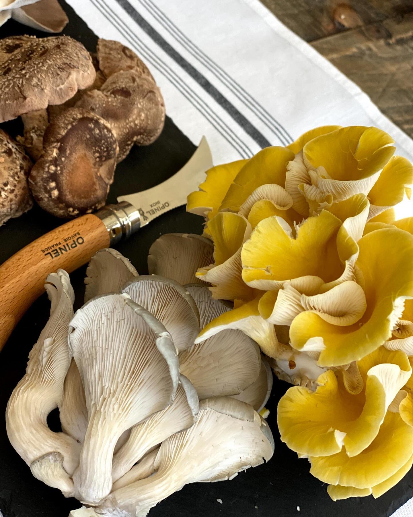 You can now purchase our mushrooms directly through our neighbors @theoldschoolnashville Farmers Market Pickup right across the street from our farm! We will have a wide variety of delicious culinary mushrooms as well as other special goods to add th