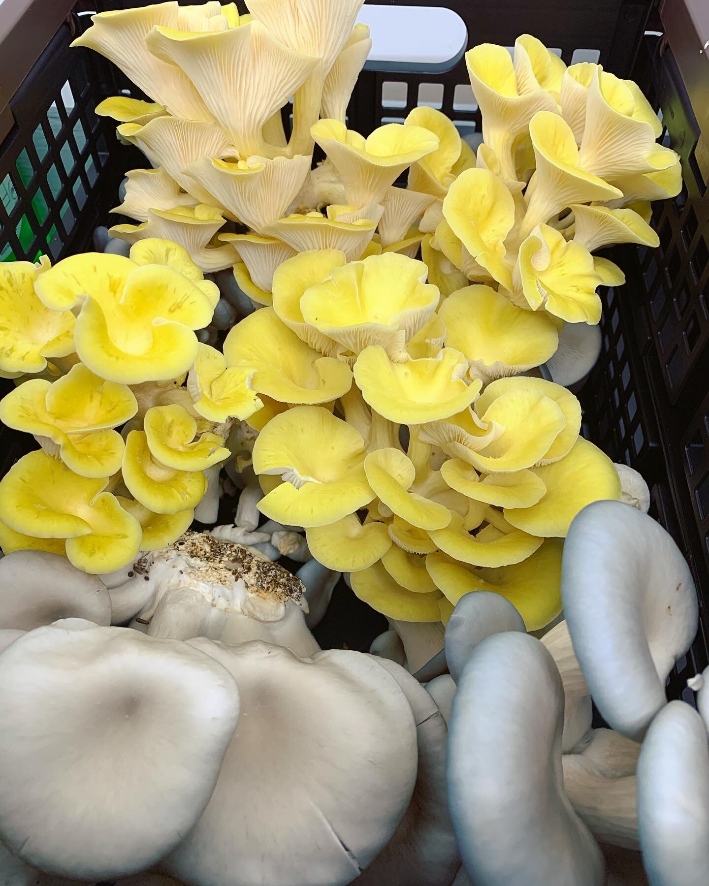 Recent Harvest of Golden, Blue and Gray Oysters. 🤤
.
.
.
.
Cheekee Greens Mushroom Farm 
#mushroomsofinstagram 
#mushrooms 
#mushroom 
#mushroomfarm 
#mushroomart 
#mushroomforaging 
#localmushrooms 
#nashvillemushrooms 
#mushroomkingdom
#localprodu