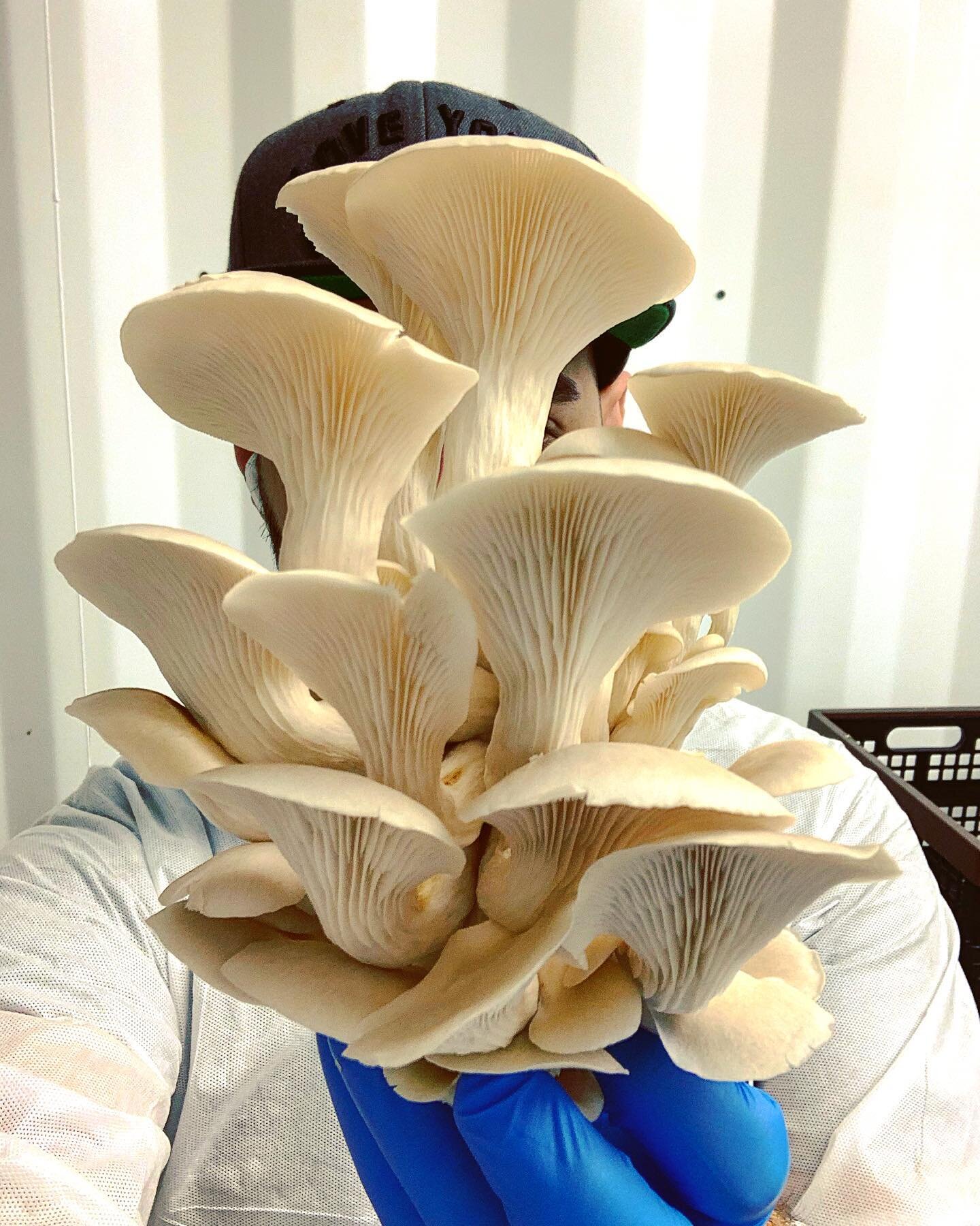 Elm Oysters, (Pleurotus Ostreatus) or tree oyster mushroom, is a common edible mushroom. It was first cultivated in Germany as a subsistence measure during World War I and is now grown commercially around the world for food. It is related to the simi