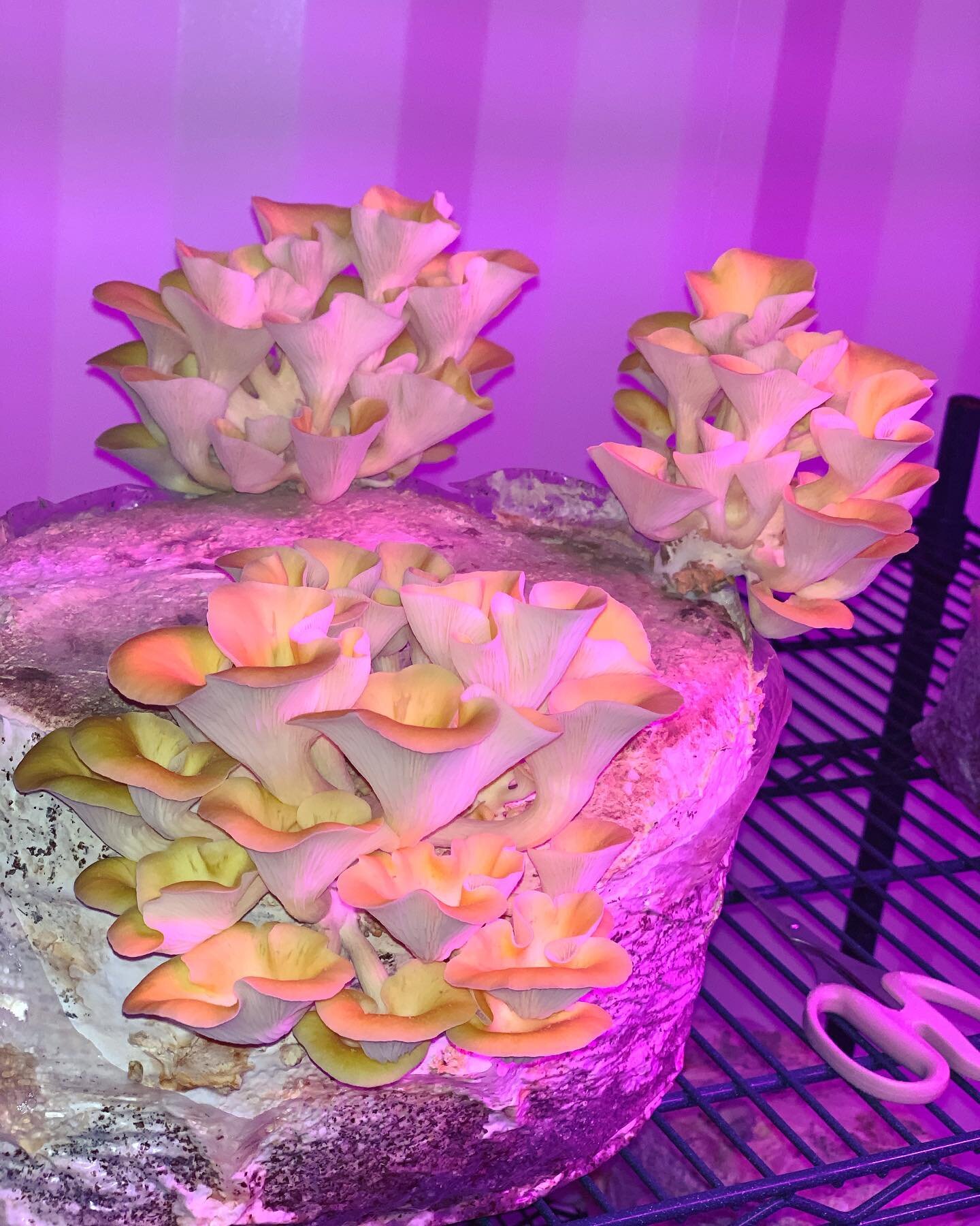 We make our own fruiting blocks using high quality materials to provide the best food to our little mushroom buddies. This flush or Golden&rsquo;s was particularly beautiful 👍
.
.
.
.
Cheekee Greens Mushroom Farm 
#mushroomsofinstagram 
#mushrooms 
