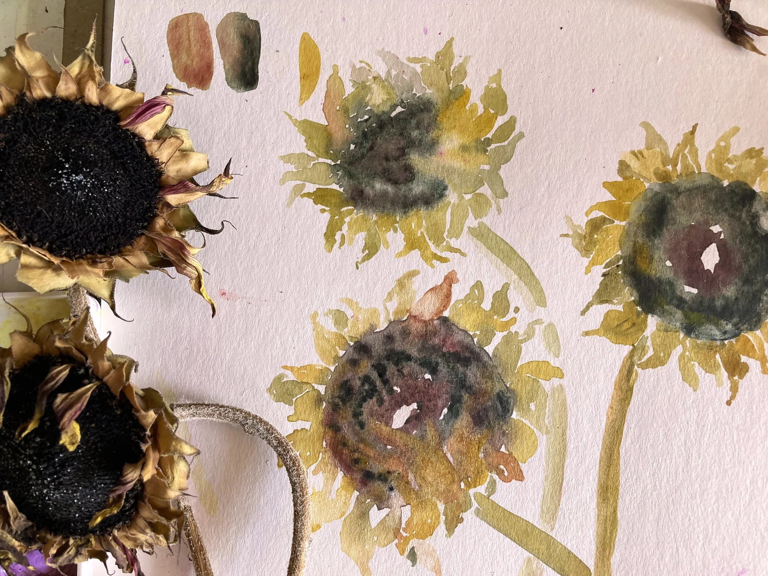 Dead Sunflowers Watercolor Painted Painting