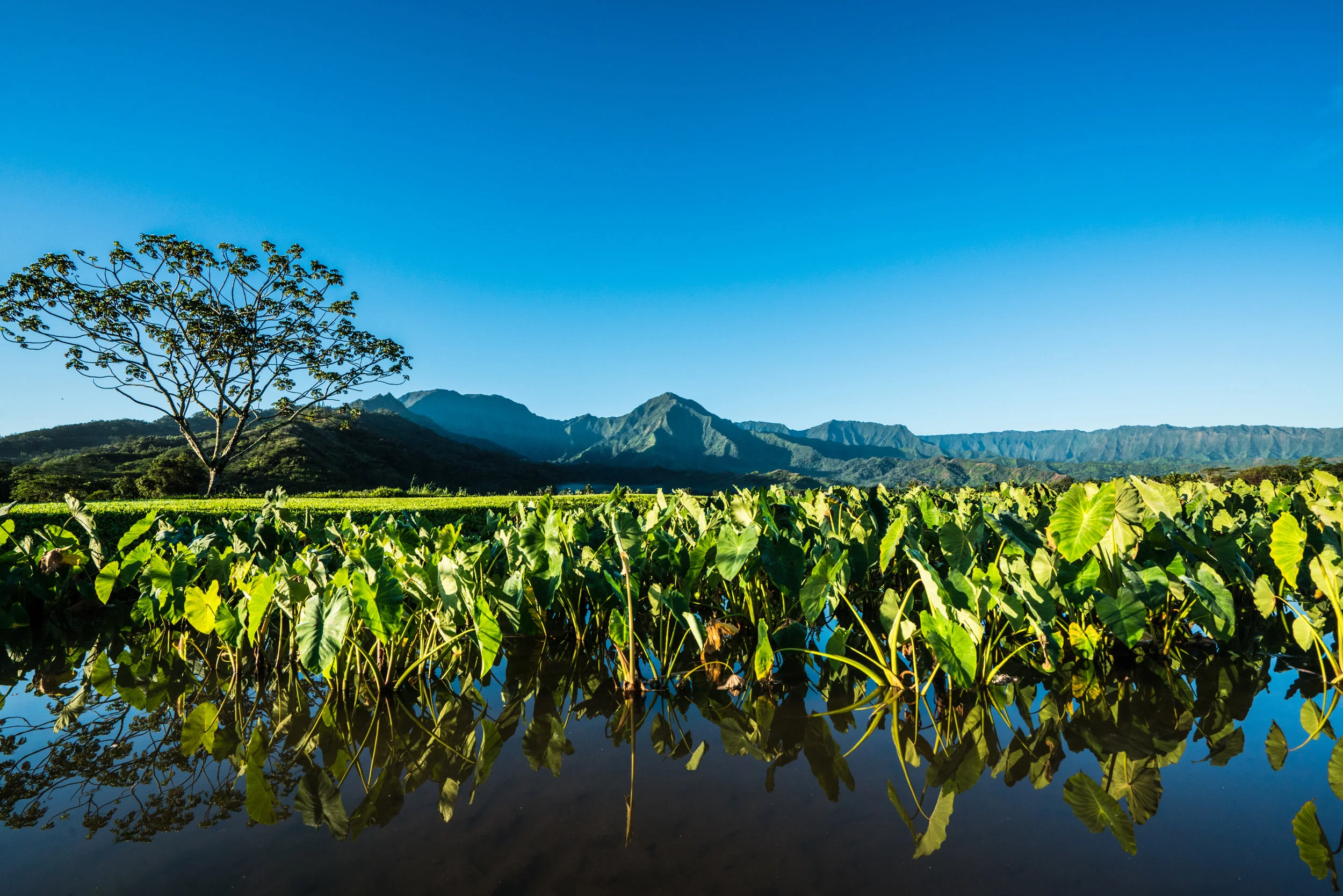 Kauai 2018-52.jpg