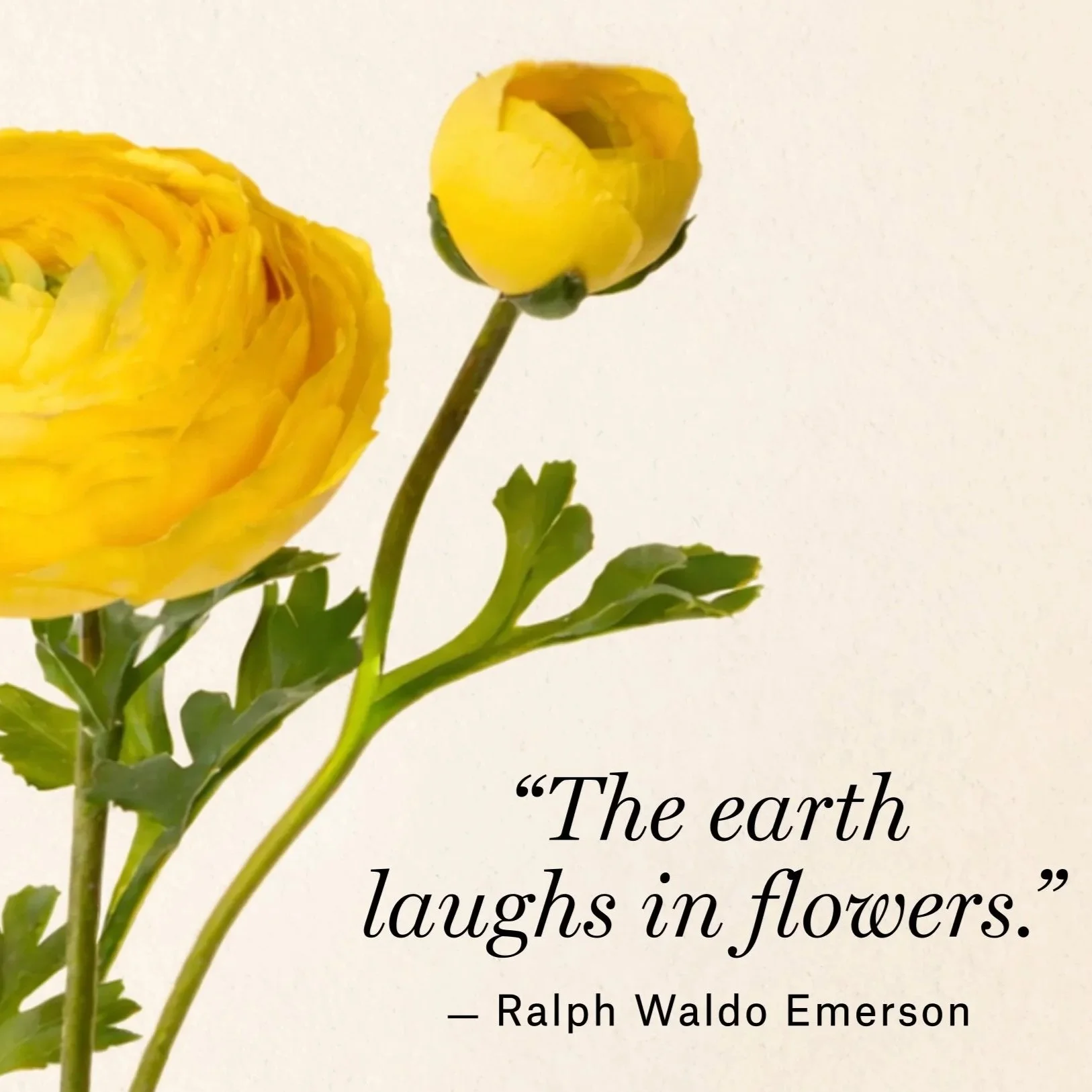 Mini Bouquets with purchase at La Ligne