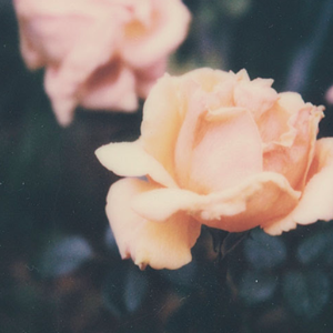 Cerato Fragrance at Flora and Henri