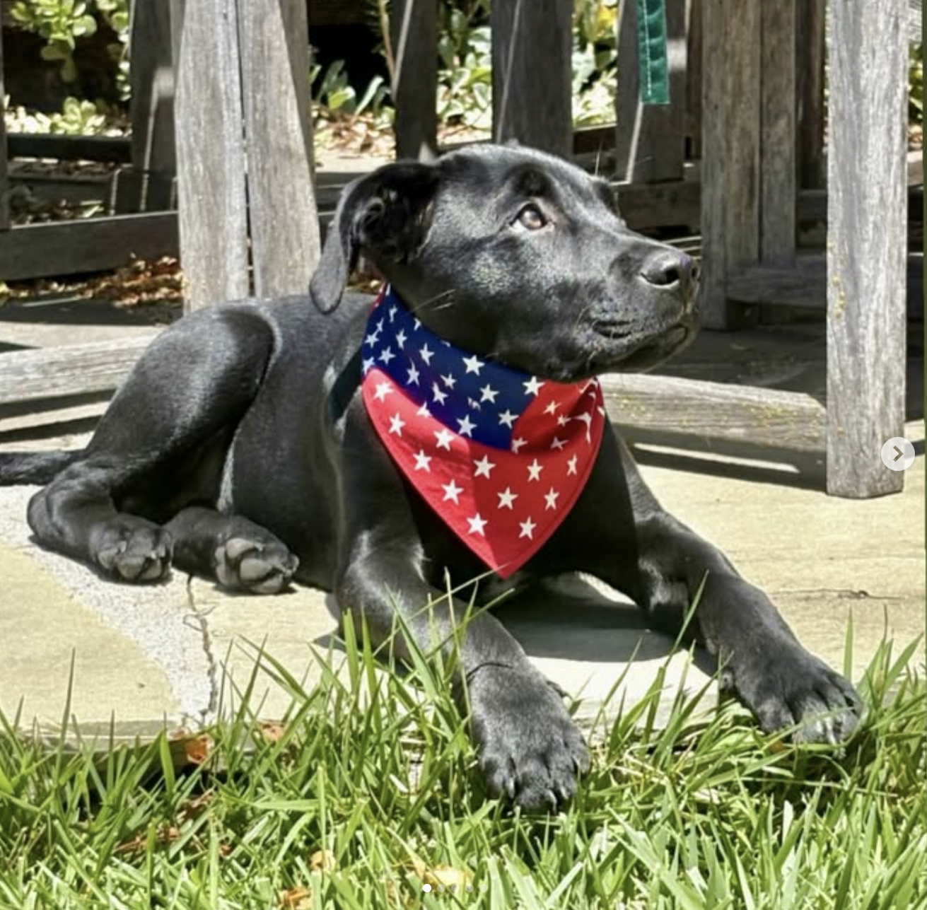 Dog Days of Summer at Todd Snyder Benefitting Milo Foundation