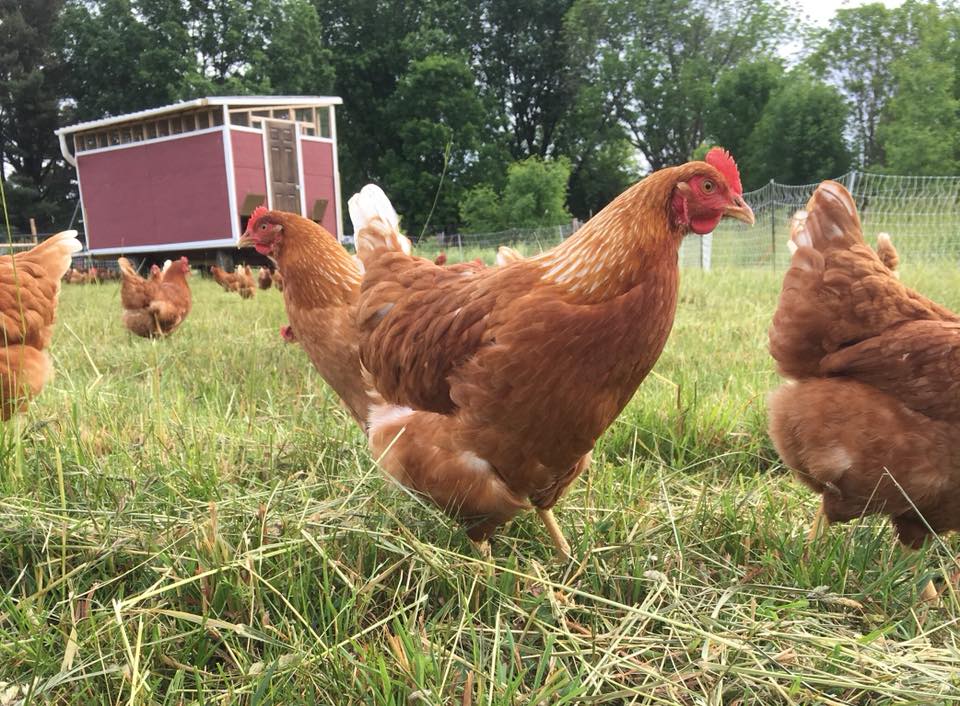Chickens.jpg