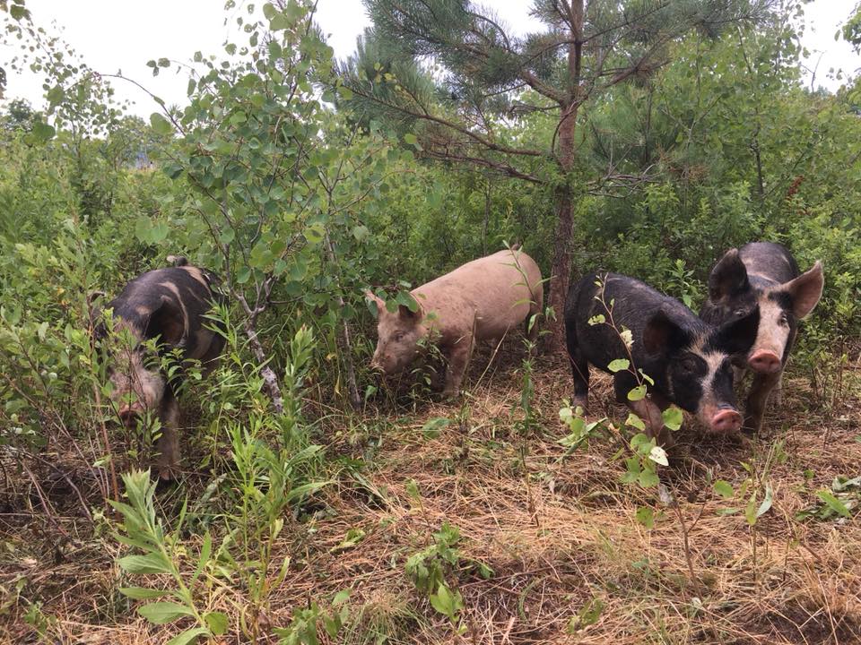 pigs1.jpg