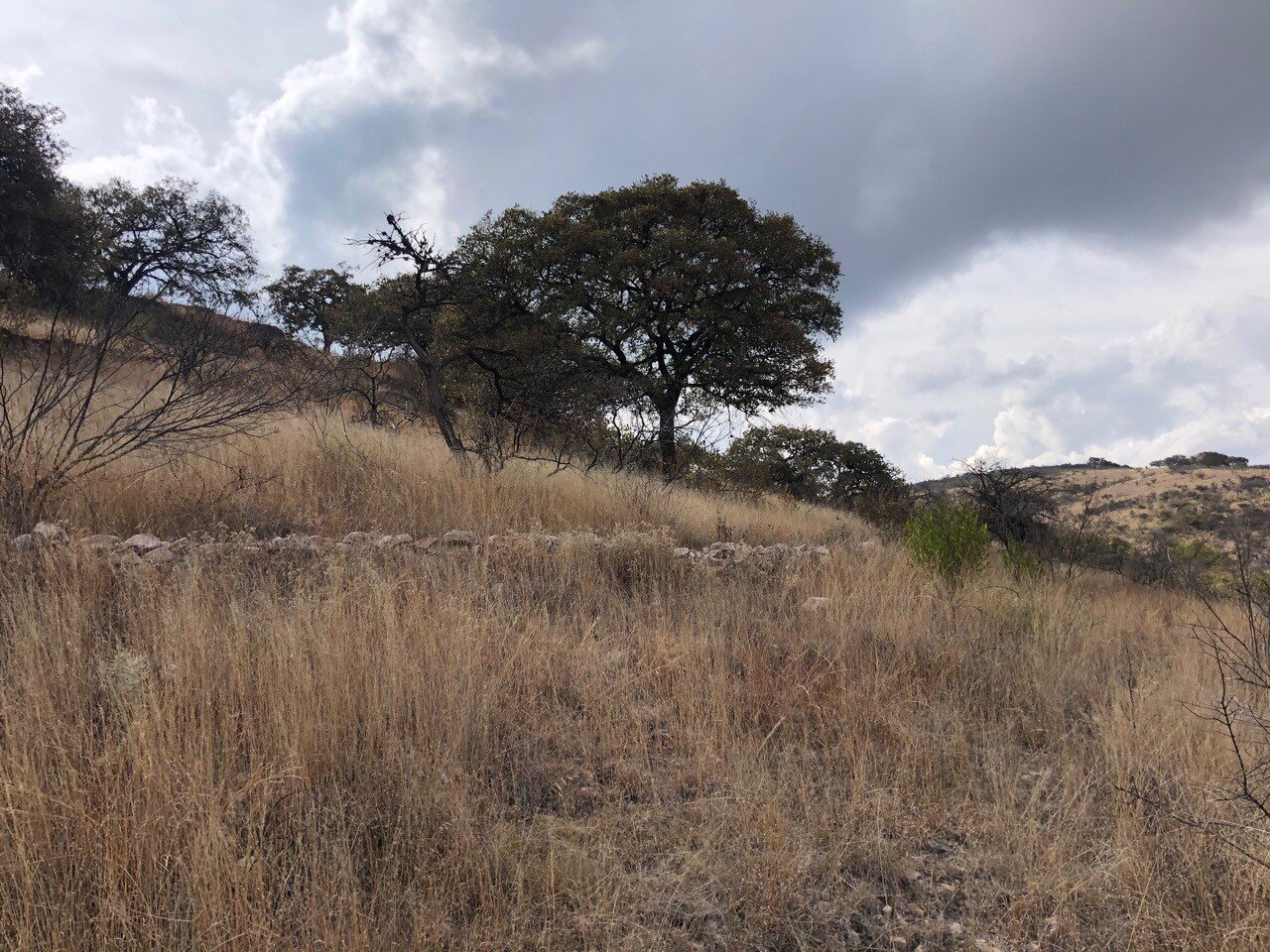  A lone oak in a savanna at Las Tinajas, comparable to oak savanna in the Willamette Valley.&nbsp; Guanajuato has at least 13 species of oaks. 