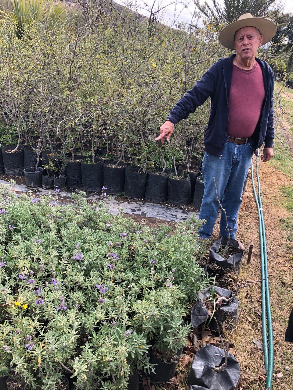  Luis Franke señala las plantas nativas que está cultivando para apoyar la restauración del hábitat en el proyecto Las Tinajas. 