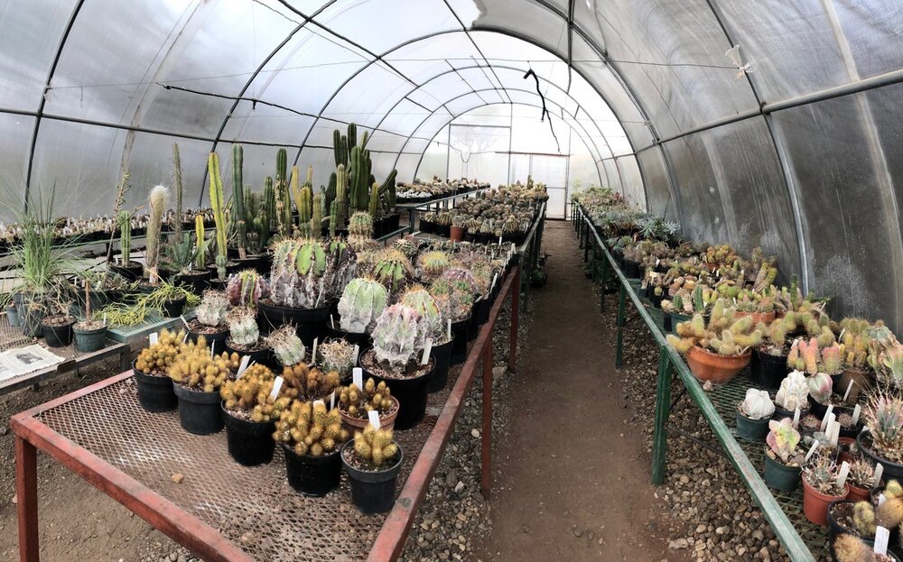  Nuestro socio Jardín Botánico Charco del Ingenio opera un vivero de plantas nativas en su sitio cerca de San Miguel de Allende. 