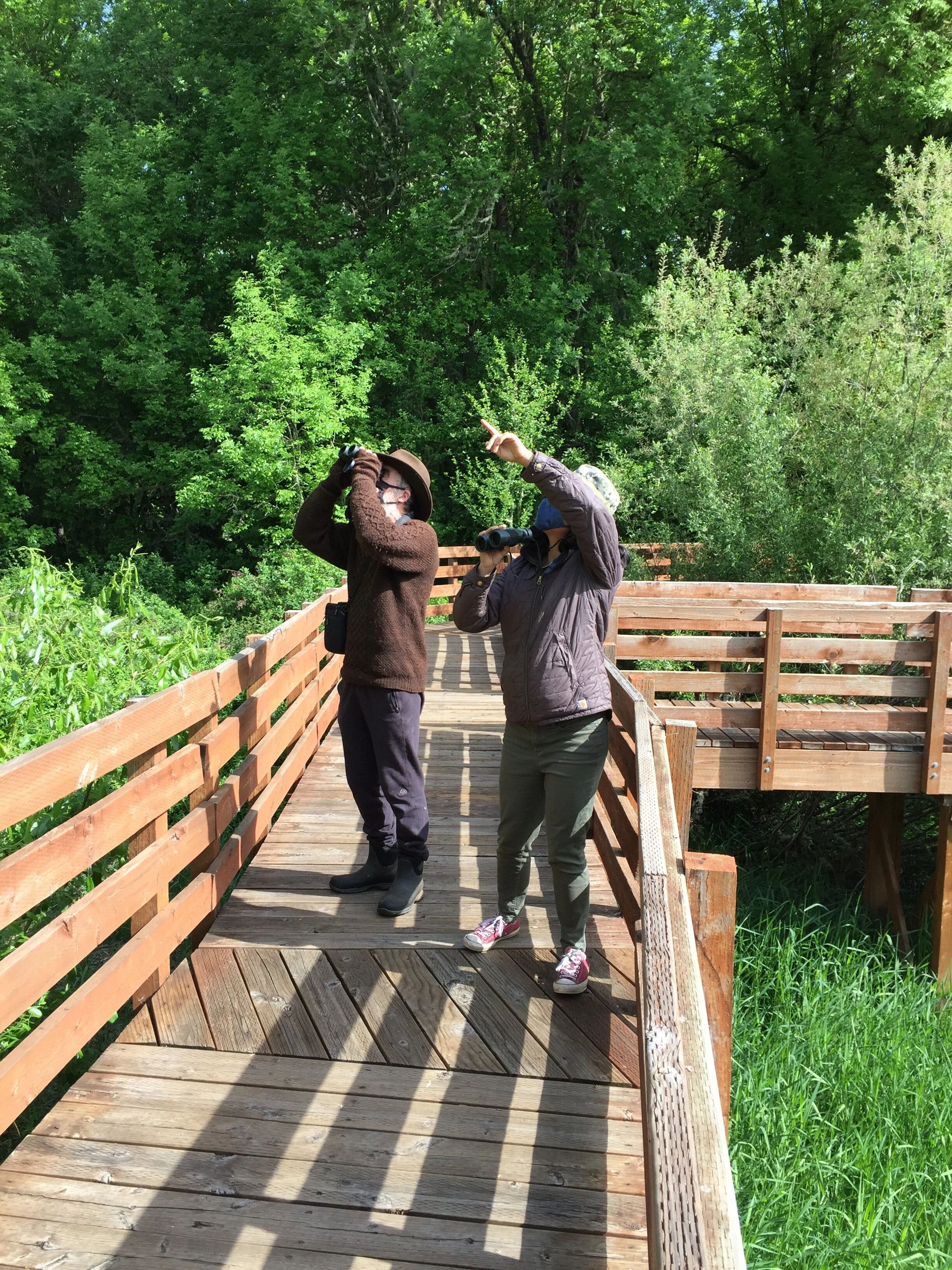 Observación de aves en el Refugio Nacional de William L. Finley, Corvallis, Oregon.