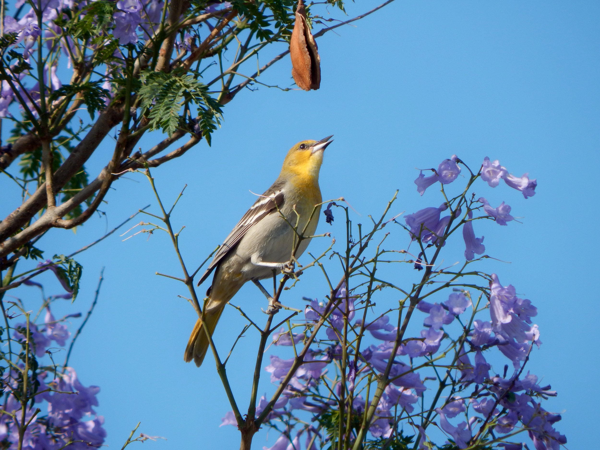 The Importance of Biodiversity and an Event to Celebrate