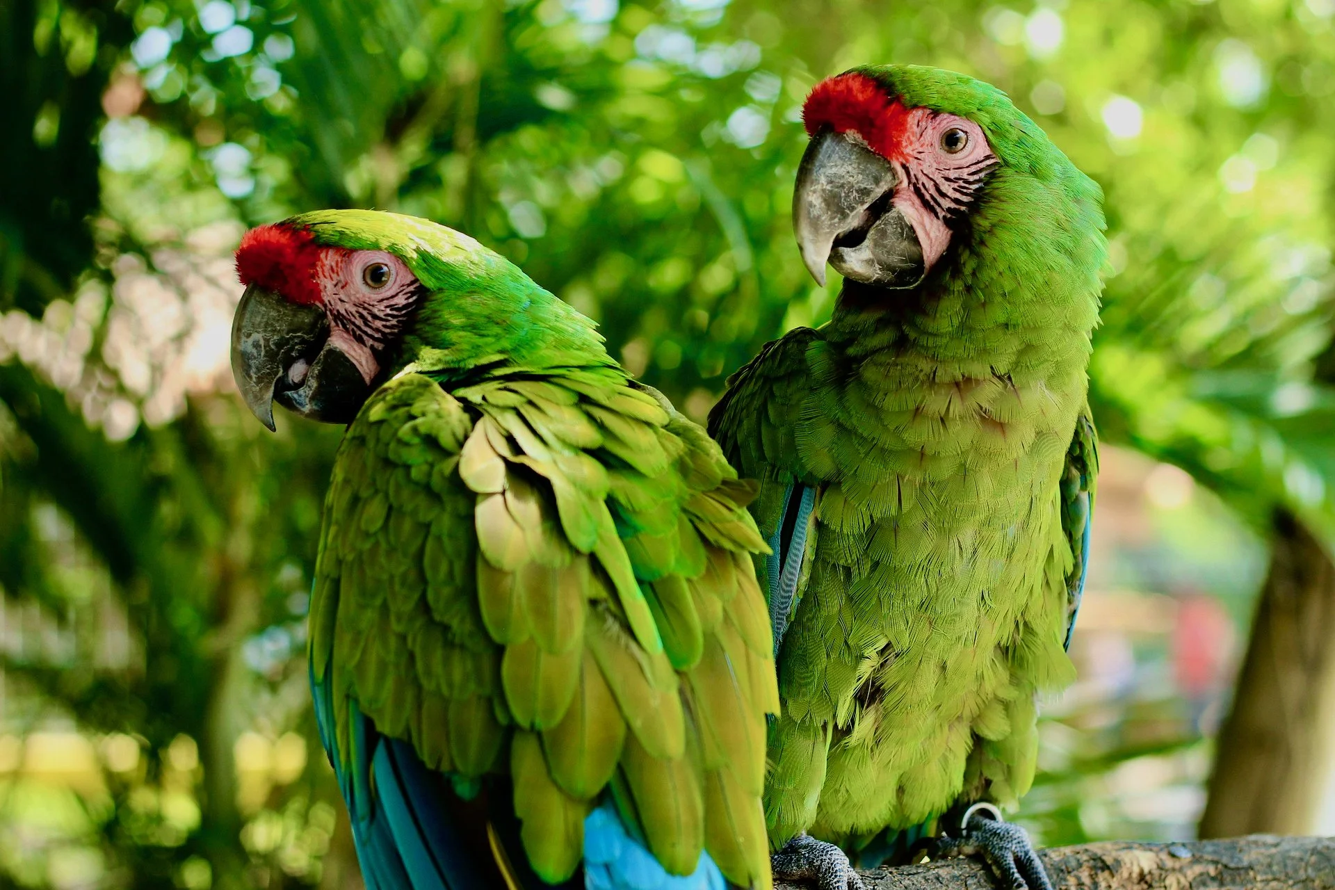 Exploring the diversity of the Americas: Virtual Cook Along