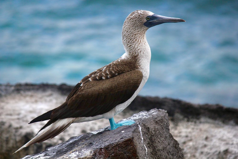 blue-footed-boobies-g10f3b21aa_1920.jpeg