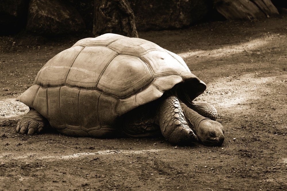 giant-tortoises-g9dbf2c5a8_1920.jpg