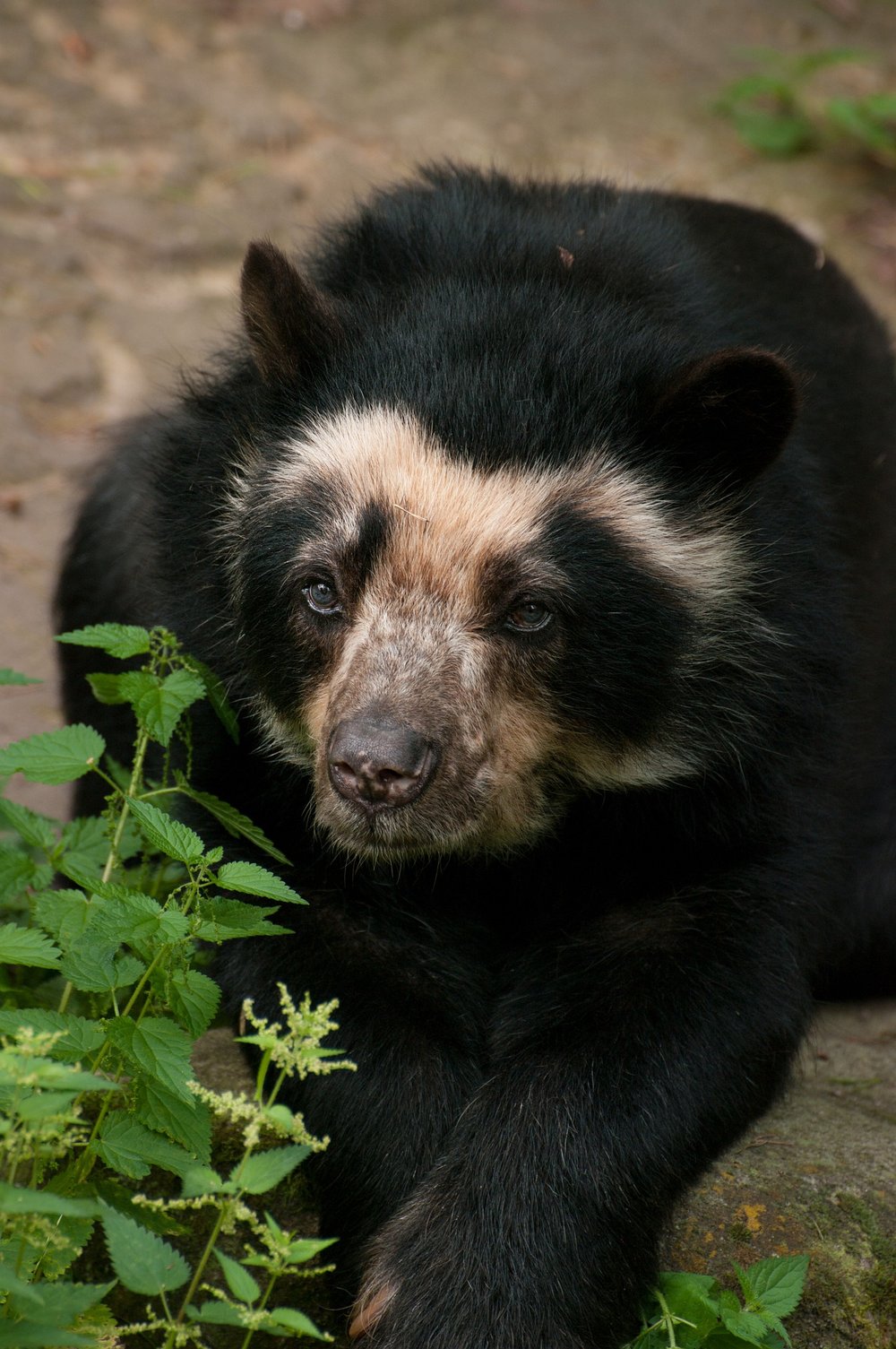 andean-bear-gfa2311ded_1920.jpg