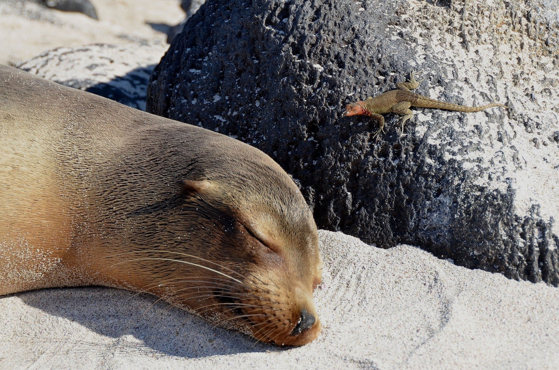 galapagos-islands-g4a1b279dc_1920.jpg