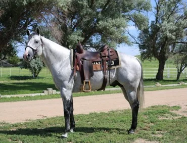 gallopococross-stallion