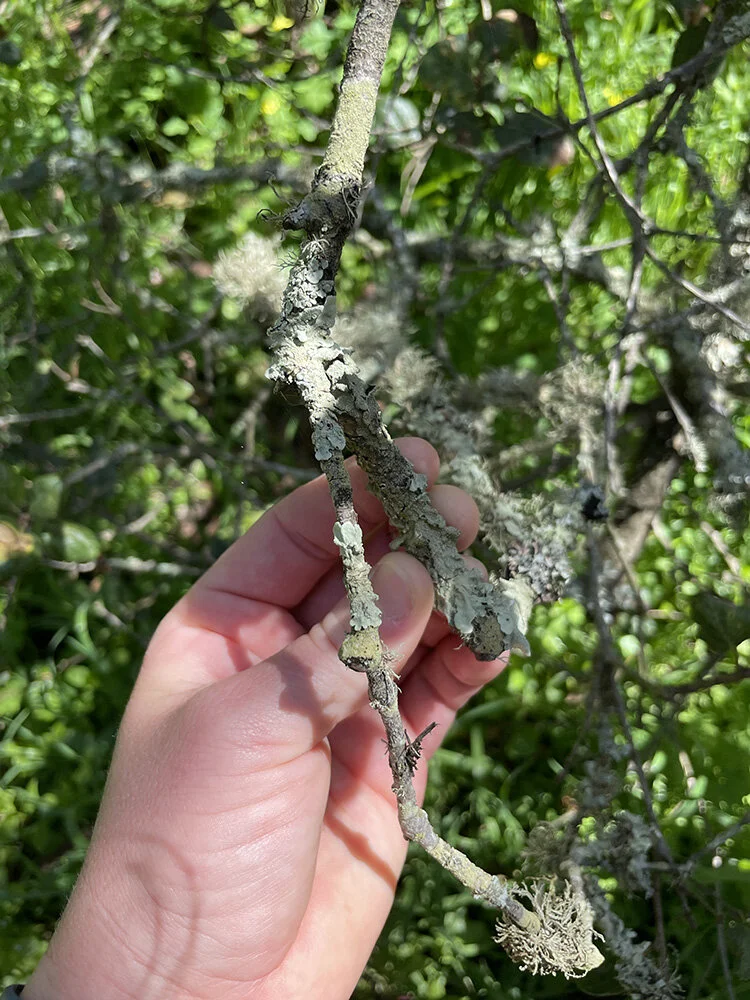 Moss that feels like an unremovable sweater for the tree