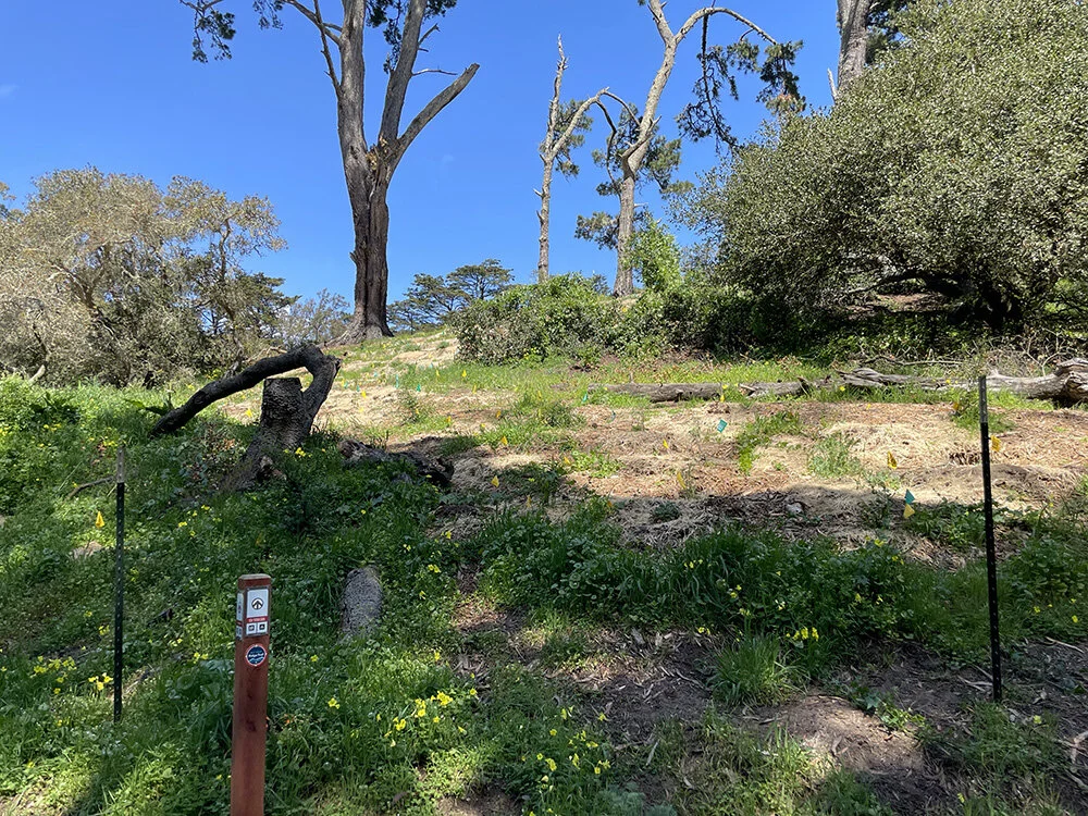 Native Plant Restoration area (go left from here)