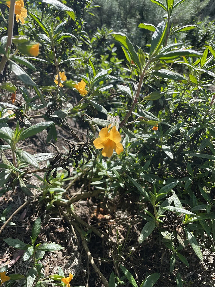 Flower of Sticky Monkey Flower