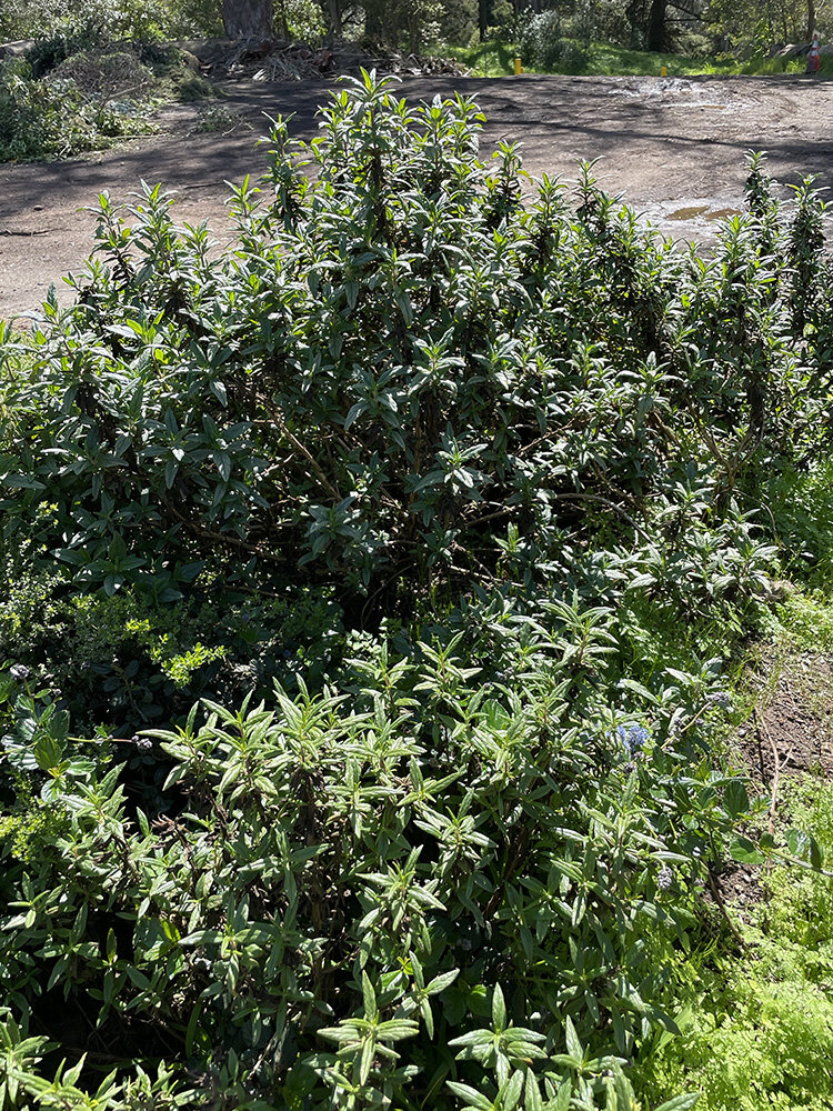 Sticky Monkey Flower (feel it!)
