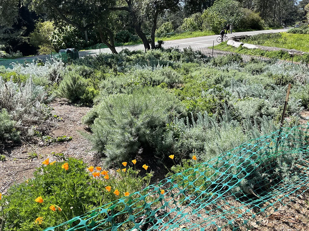 More native shrubs - “sea of silvery blues and greens”